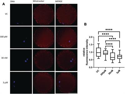 The bisphenol S contamination level observed in human follicular fluid affects the development of porcine oocytes